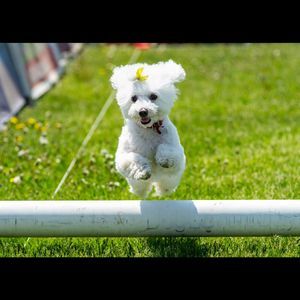 Meet your Posher, Charlene